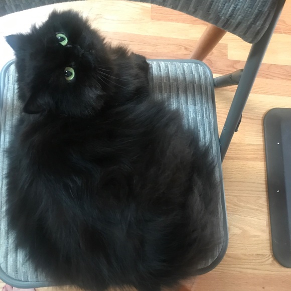 Meet your Posher, KittyLover2009 - Picture 1 of 1